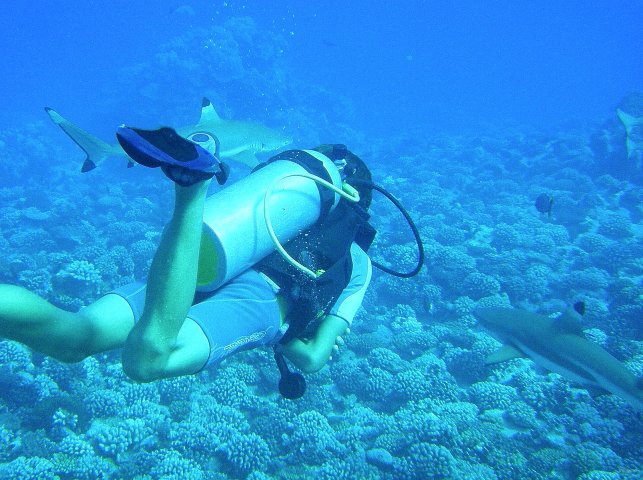 47- Romain imperturbable au milieu des requins 